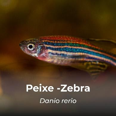 Peixe Zebra